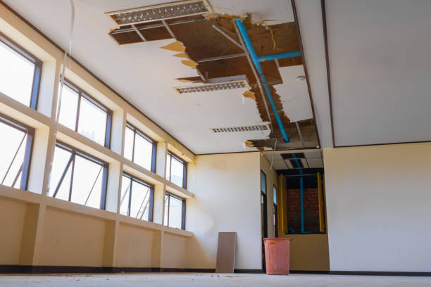 Best Mold removal after water damage  in Kenilworth, NJ